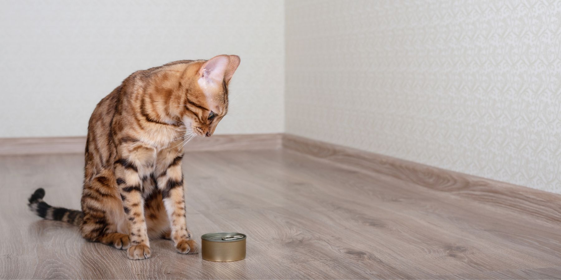 Are Tuna Cat Treats Safe for Your Feline Friend?